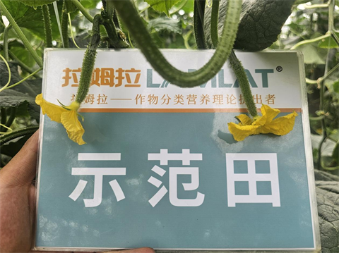 进口水溶肥,黄瓜种植,拉姆拉滴灌级特种肥