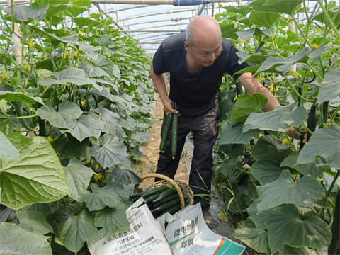 进口水溶肥,黄瓜种植,拉姆拉滴灌级特种肥