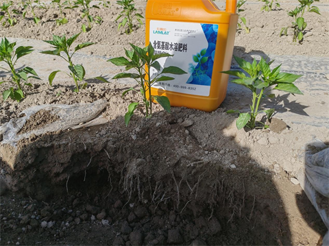 进口水溶肥,辣椒种植,翠姆根碧多