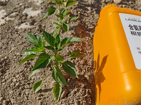 进口水溶肥,辣椒种植,翠姆根碧多