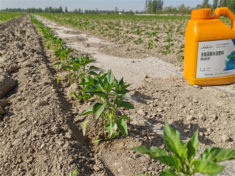 进口水溶肥,辣椒种植,翠姆根碧多