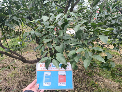 进口水溶肥,柑橘种植,拉姆拉滴灌级特种肥