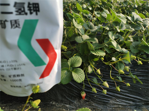 水溶肥厂家,草莓种植,翠姆磷酸二氢钾