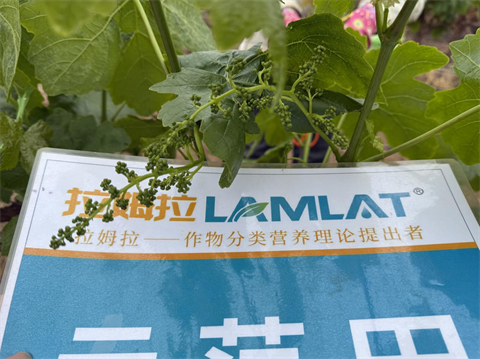 水溶肥厂家,葡萄种植,拉姆拉滴灌级特种肥