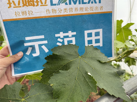 水溶肥厂家,葡萄种植,拉姆拉滴灌级特种肥