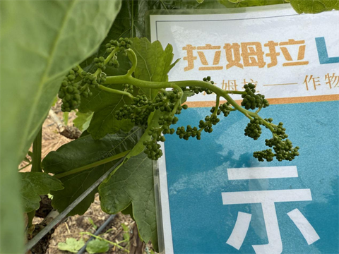 水溶肥厂家,葡萄种植,拉姆拉滴灌级特种肥