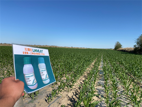 水溶肥厂家,倒春寒,拉姆拉安碧解