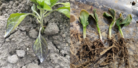 水溶肥厂家,倒春寒,拉姆拉安碧解