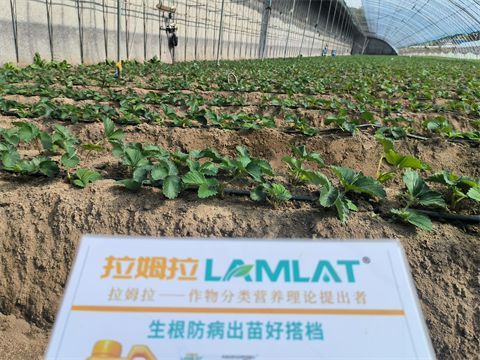 进口水溶肥,草莓种植,翠姆水溶肥