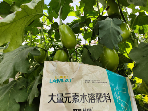 进口水溶肥,茄子施肥,翠姆水溶肥