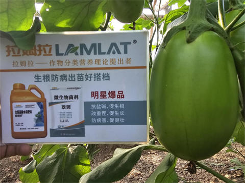 进口水溶肥,茄子施肥,翠姆水溶肥