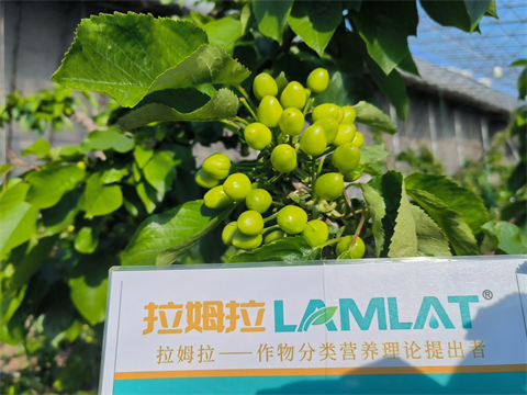 进口水溶肥,樱桃施肥,拉姆拉水溶肥