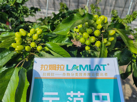 进口水溶肥,樱桃施肥,拉姆拉水溶肥