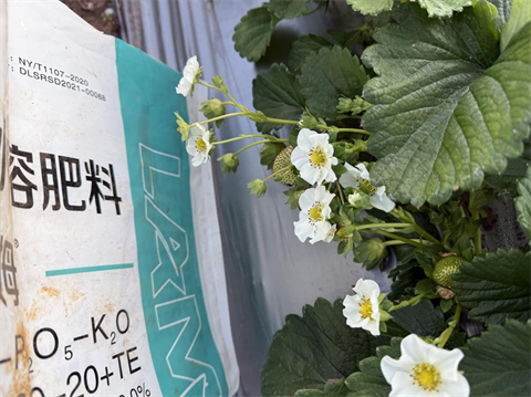 进口水溶肥,草莓种植,拉姆拉滴灌级特种肥