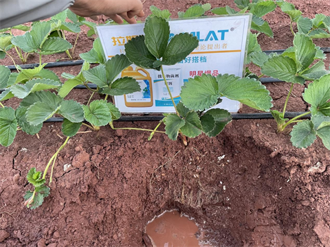 进口水溶肥,草莓种植,拉姆拉滴灌级特种肥