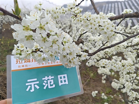进口水溶肥,李子种植,翠姆水溶肥