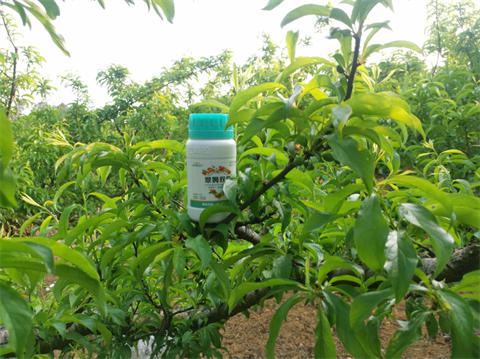 进口水溶肥,李子种植,翠姆水溶肥