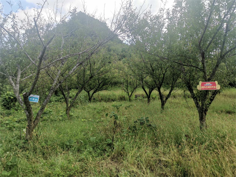 进口水溶肥,李子种植,翠姆水溶肥