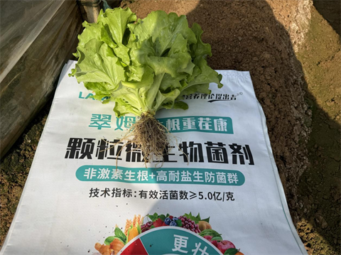 水溶肥厂家,叶菜种植,翠姆水溶肥