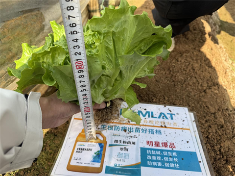 水溶肥厂家,叶菜种植,翠姆水溶肥