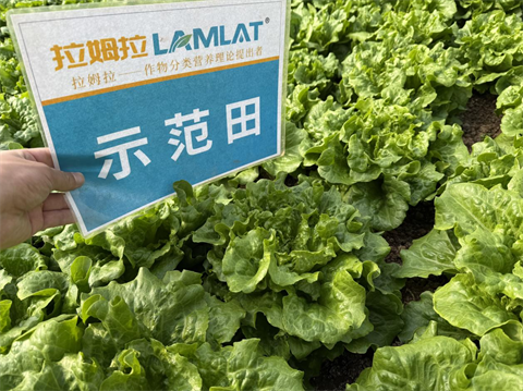 水溶肥厂家,叶菜种植,翠姆水溶肥