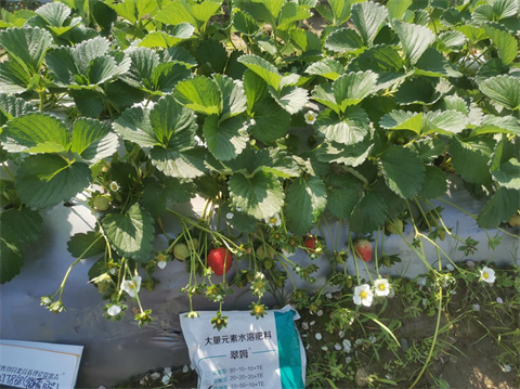 水溶肥品牌,草莓种植,拉姆拉滴灌级特种肥