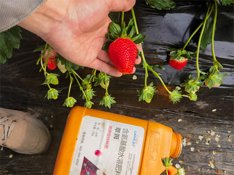 水溶肥品牌,草莓种植,拉姆拉滴灌级特种肥