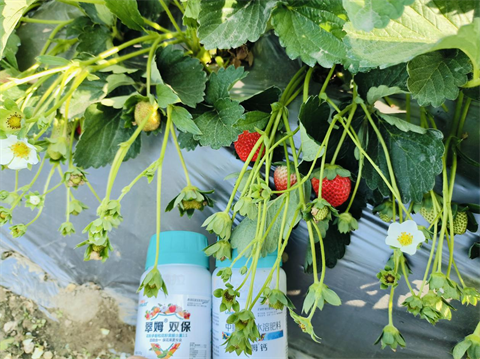 水溶肥品牌,草莓种植,拉姆拉滴灌级特种肥