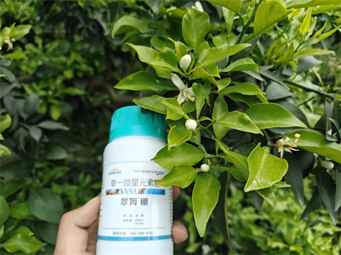 水溶肥品牌,柑橘种植,拉姆拉滴灌级特种肥