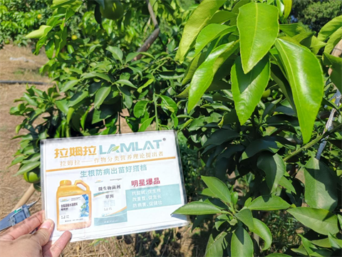 水溶肥品牌,柑橘种植,拉姆拉滴灌级特种肥