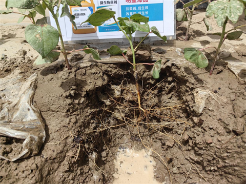 水溶肥,棉花种植,拉姆拉滴灌级特种肥