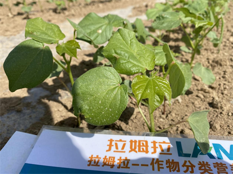 水溶肥,棉花种植,拉姆拉滴灌级特种肥