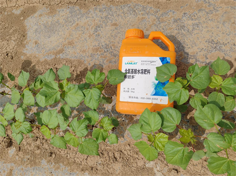 水溶肥,棉花种植,拉姆拉滴灌级特种肥