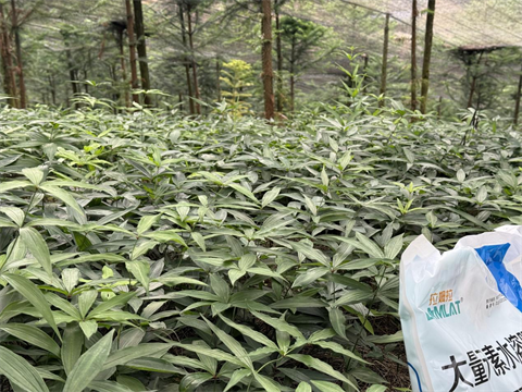 水溶肥品牌,黄精种植,拉姆拉滴灌级特种肥