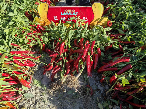 水溶肥厂家,滴灌肥,拉姆拉滴灌级特种肥