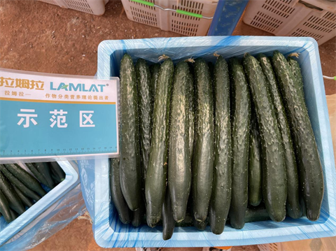 水溶肥厂家,滴灌肥,拉姆拉滴灌级特种肥