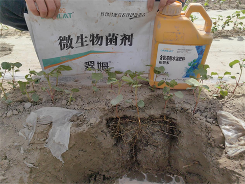 水溶肥品牌,棉花种植,拉姆拉滴灌级特种肥