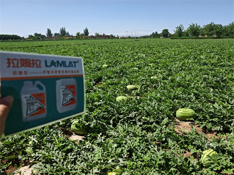 水溶肥,西瓜种植,拉姆拉滴灌级特种肥