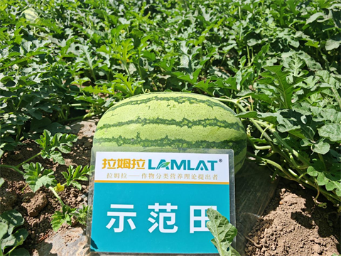 水溶肥,西瓜种植,拉姆拉滴灌级特种肥