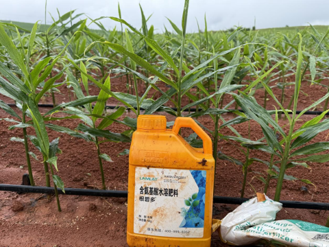 水溶肥,大姜种植,拉姆拉滴灌级特种肥