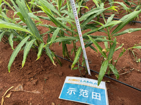 水溶肥,大姜种植,拉姆拉滴灌级特种肥