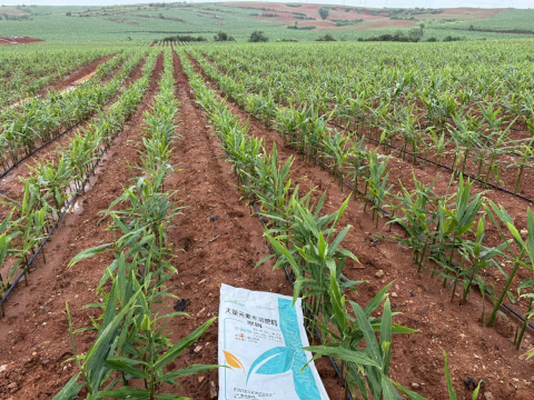 水溶肥,大姜种植,拉姆拉滴灌级特种肥