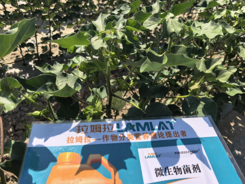 水溶肥品牌,棉花种植,拉姆拉滴灌级特种肥