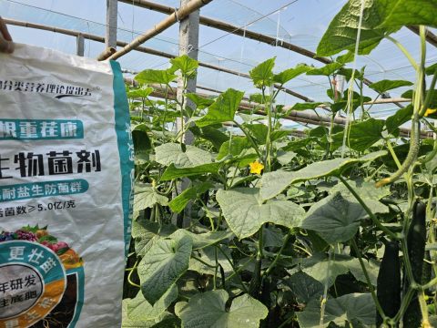 水溶肥,土壤重茬,翠姆生根重茬康