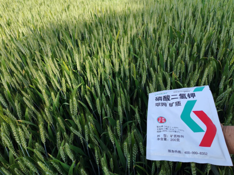 水溶肥品牌,大田作物种植,拉姆拉滴灌级特种肥