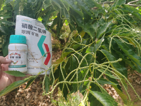 水溶肥品牌,板栗种植,拉姆拉滴灌级特种肥