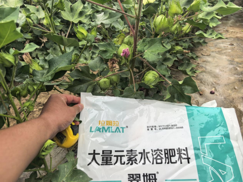 水溶肥厂家,棉花种植,拉姆拉滴灌级特种肥