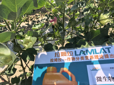 水溶肥厂家,棉花种植,拉姆拉滴灌级特种肥