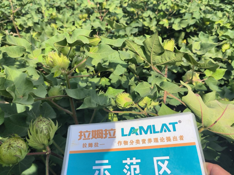 水溶肥厂家,棉花种植,拉姆拉滴灌级特种肥