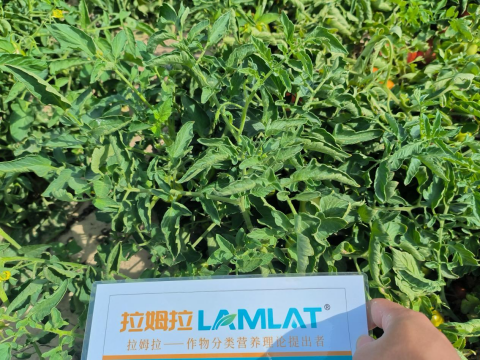 水溶肥品牌,酱番茄种植,拉姆拉滴灌级特种肥